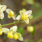 Epimedium