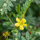 Tribulus Terrestris